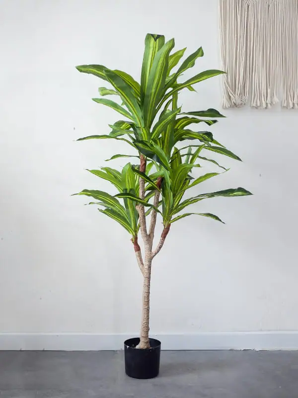 CC487 2.jpg - Cây phát tài giả 135cm CC487 2.jpg - Cây phát tài giả 135cm