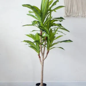 Cây phát tài giả 135cm