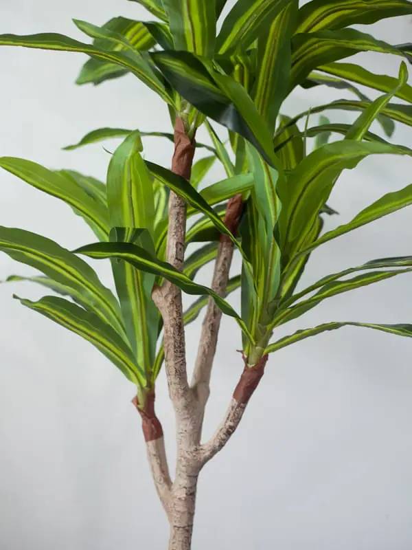 CC487 4.jpg - Cây phát tài giả 135cm CC487 4.jpg - Cây phát tài giả 135cm