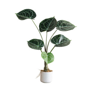 cây Anthurium Clarinervium giả (hồng môn nữ hoàng)