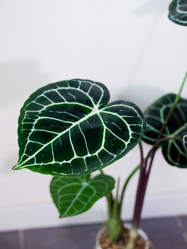 CC497 4 - cây Anthurium Clarinervium giả (hồng môn nữ hoàng) CC497 4 - cây Anthurium Clarinervium giả (hồng môn nữ hoàng)