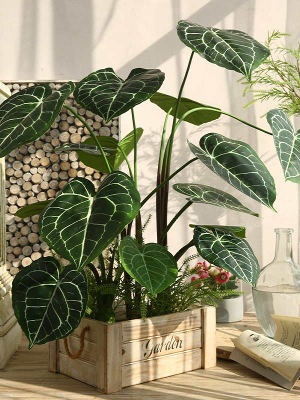 CC497 5 - cây Anthurium Clarinervium giả (hồng môn nữ hoàng) CC497 5 - cây Anthurium Clarinervium giả (hồng môn nữ hoàng)