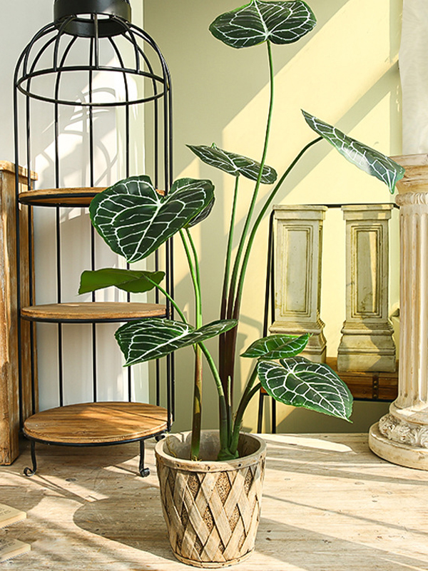 CC497 6 - cây Anthurium Clarinervium giả (hồng môn nữ hoàng) CC497 6 - cây Anthurium Clarinervium giả (hồng môn nữ hoàng)