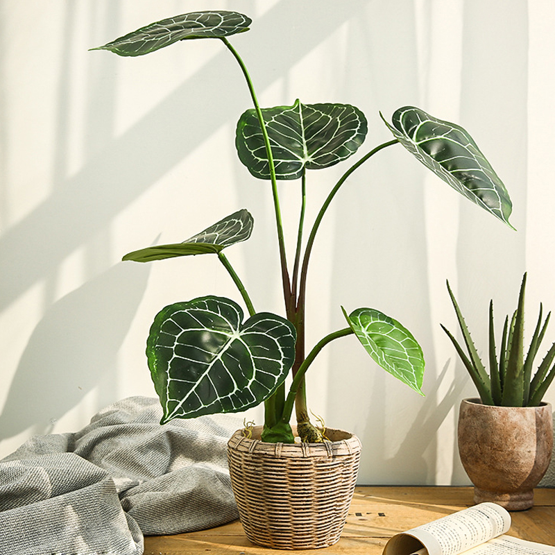 CC497 7 - cây Anthurium Clarinervium giả (hồng môn nữ hoàng) CC497 7 - cây Anthurium Clarinervium giả (hồng môn nữ hoàng)