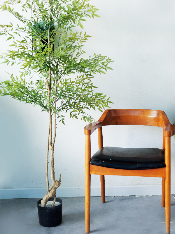 CC508 2 - Cây nam thiên trúc giả CC508 2 - Cây nam thiên trúc giả