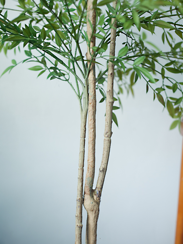 CC508 4 - Cây nam thiên trúc giả CC508 4 - Cây nam thiên trúc giả