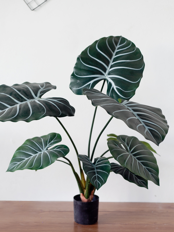 CC509 2 - Cây Philodendron Gloriosum giả