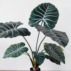 Cây Philodendron Gloriosum giả