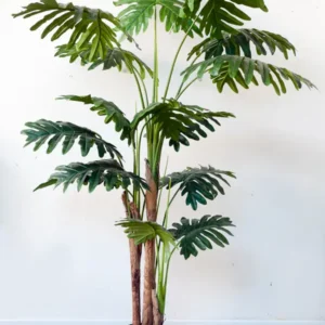 Cây trầu bà thanh xuân giả 170cm