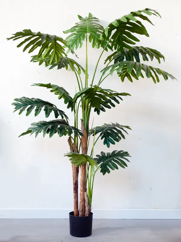Cây trầu bà thanh xuân giả 170cm