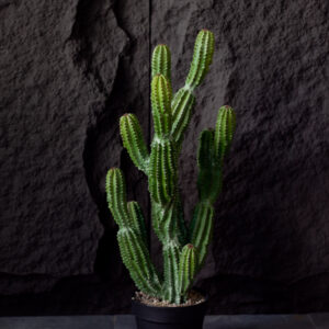 Cây xương rồng thanh sơn giả 64 cm