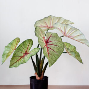Cây hồng môn giả 60cm