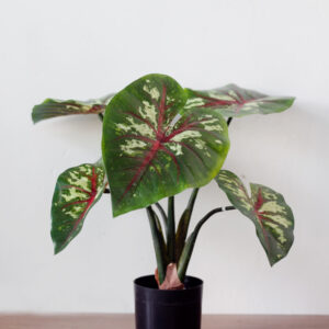 Cây môn giả 60cm trang trí nội thất