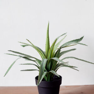 Cây dứa giả 45 cm