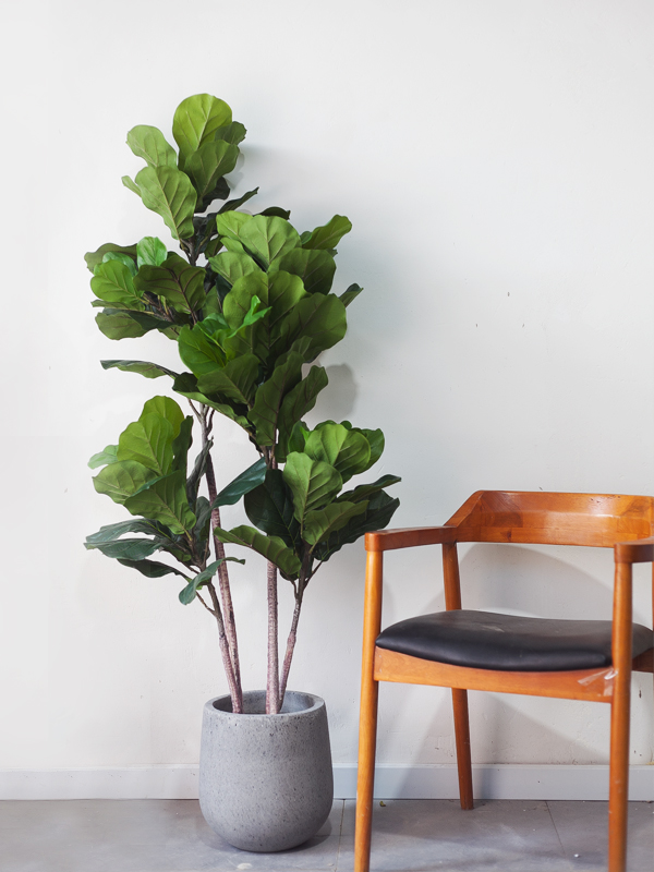 CC535 3 - Cây bàng singapore giả 3 nhánh 150cm