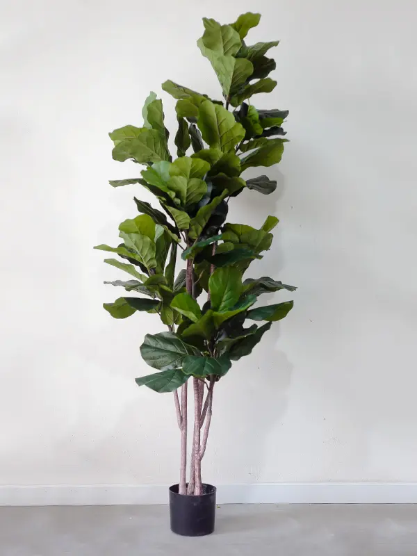 CC536 2.jpg - Cây bàng Singapore giả đẹp 180cm