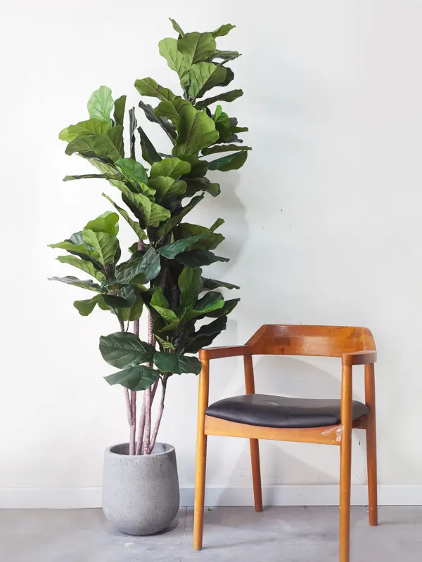 CC536 3.jpg - Cây bàng Singapore giả đẹp 180cm