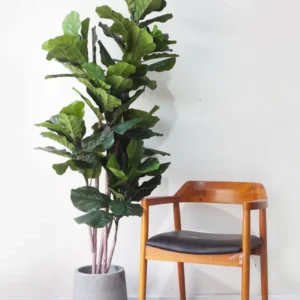 Cây bàng Singapore giả đẹp 180cm