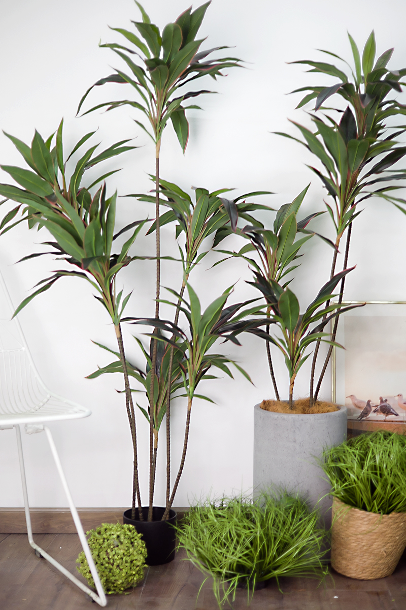 Cây huyết dụ đỏ giả
