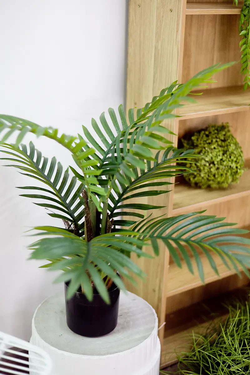 CC582 2.jpg - Cây dừa giả để bàn 60 cm CC582 2.jpg - Cây dừa giả để bàn 60 cm