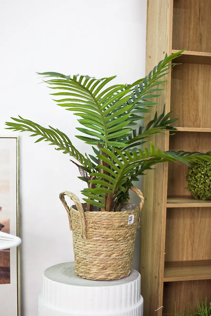 CC582 3.jpg - Cây dừa giả để bàn 60 cm CC582 3.jpg - Cây dừa giả để bàn 60 cm