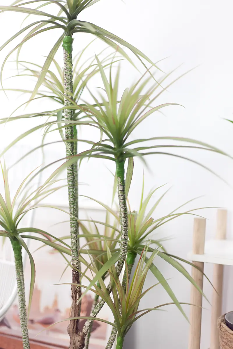 CC585 2.jpg - Cây thùa lá hẹp 7 nhánh - 130 cm