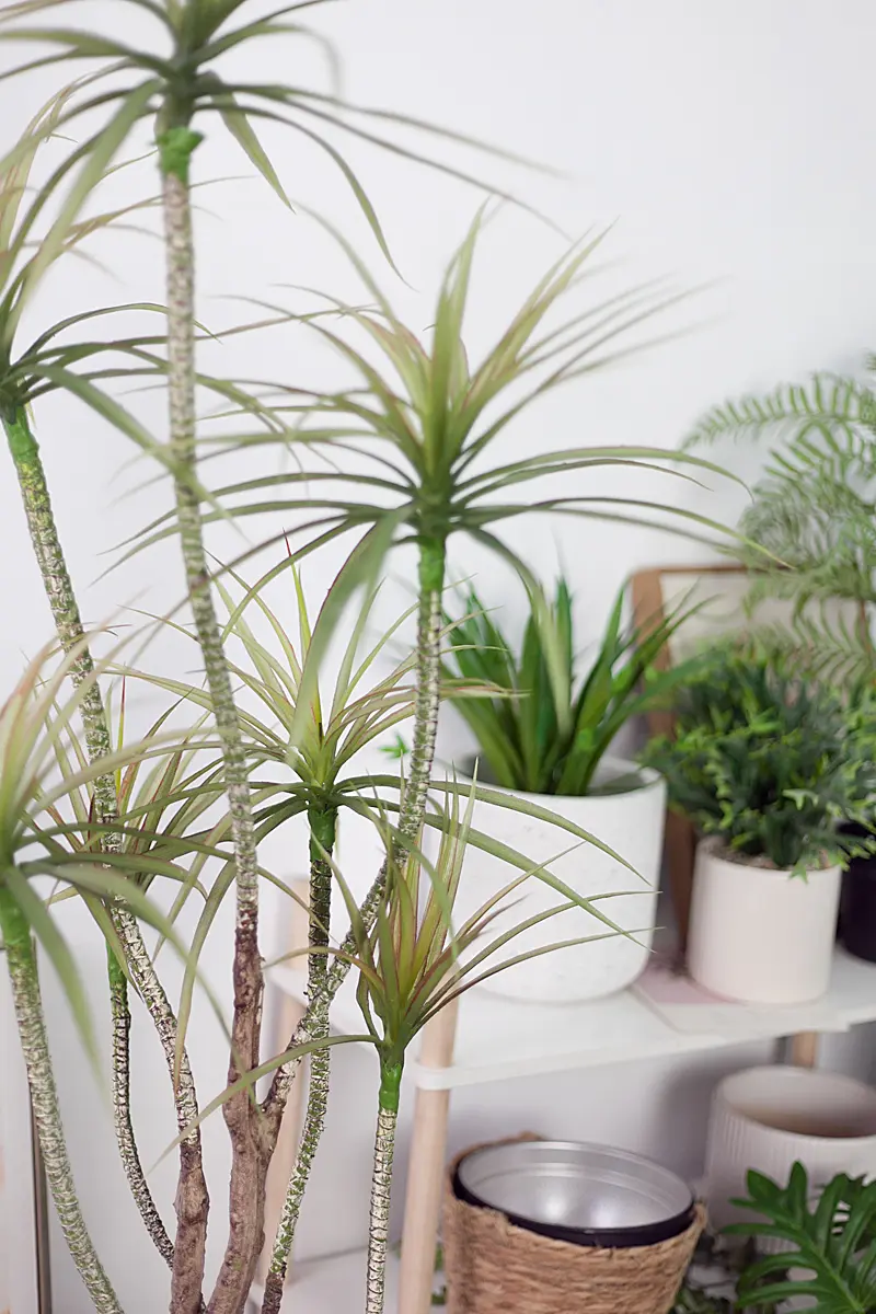 CC585 5.jpg - Cây thùa lá hẹp 7 nhánh - 130 cm