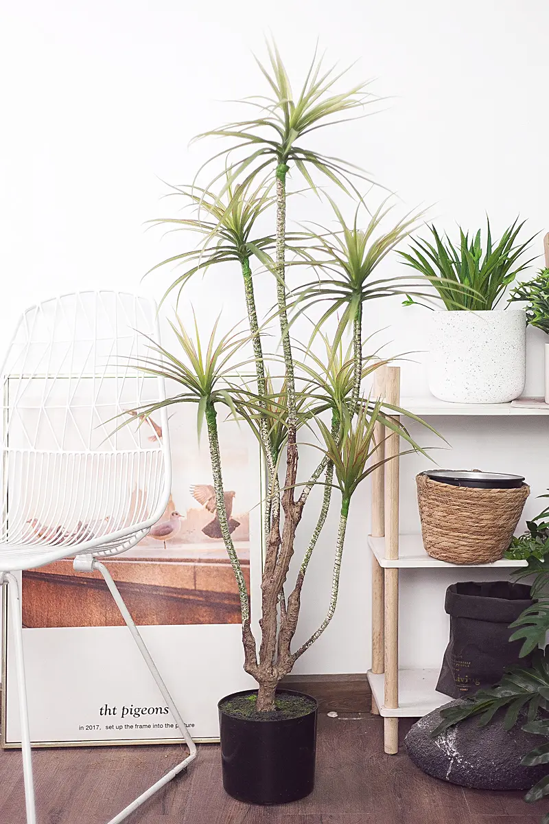 CC585.jpg - Cây thùa lá hẹp 7 nhánh - 130 cm