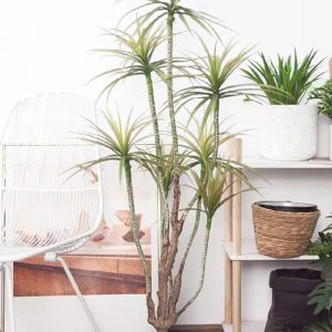 Cây thùa lá hẹp 7 nhánh – 130 cm