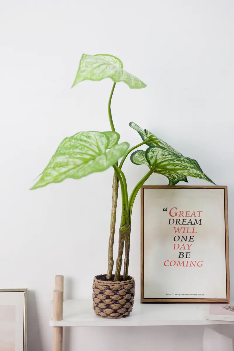 CC590 2.jpg - Cây môn giả 60cm