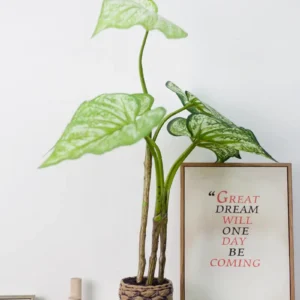 Cây môn giả 60cm