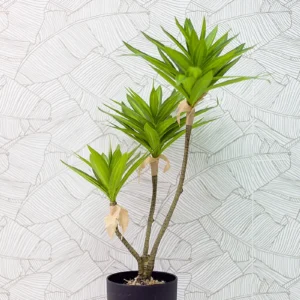 Cây thủy trúc giả để bàn