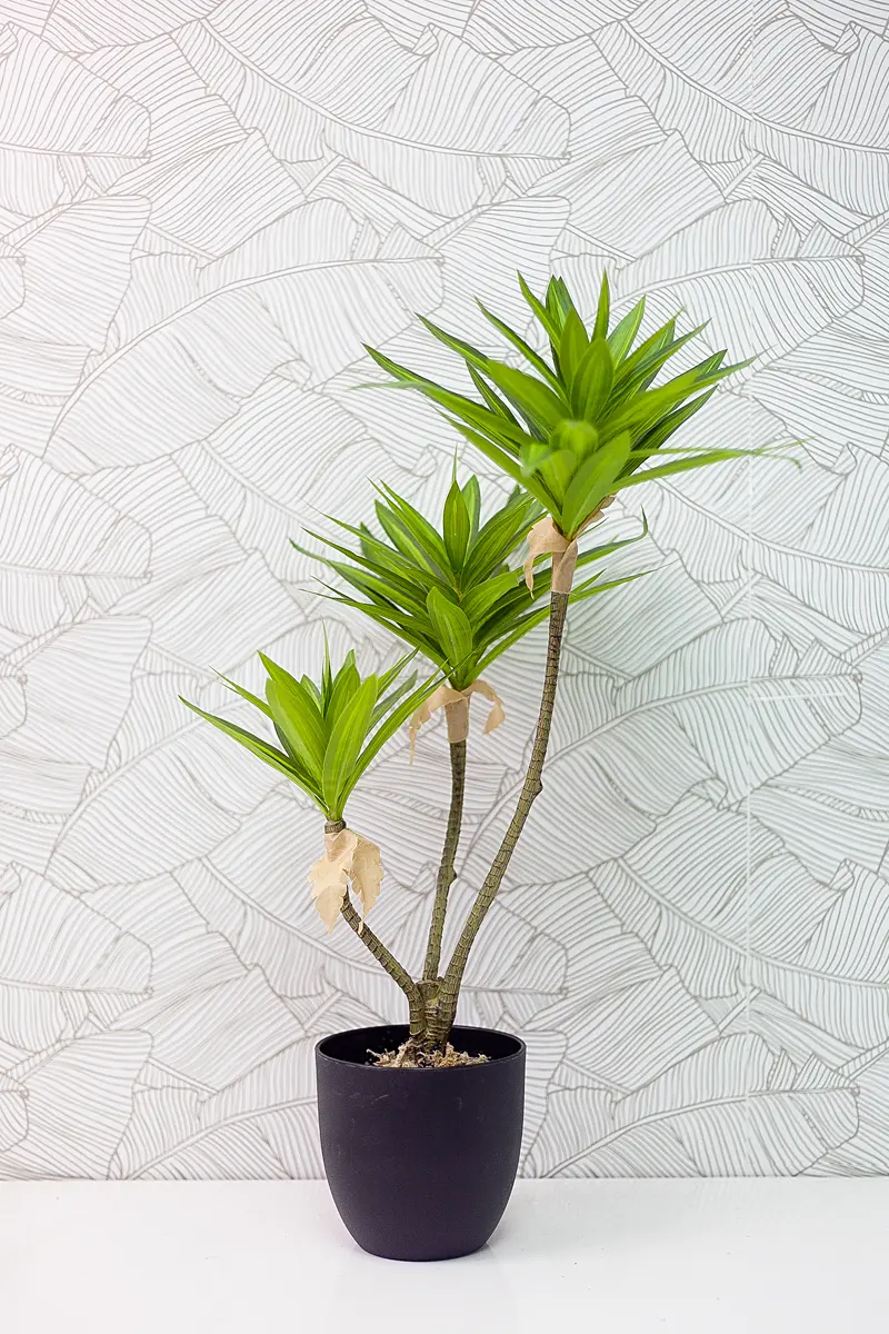Cây thủy trúc giả để bàn