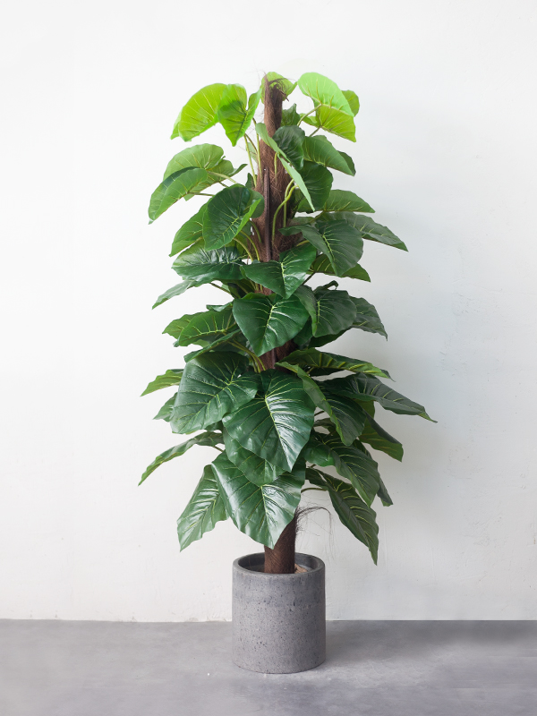 CC64 2 - Cây trầu bà leo cột giả 160 cm