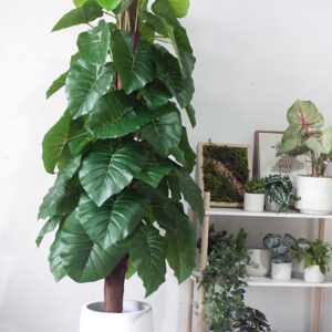 Cây trầu bà leo cột giả 160 cm