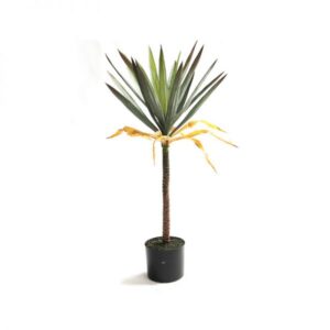 Cây Phất Dụ Giả – 85cm trang trí nội thất