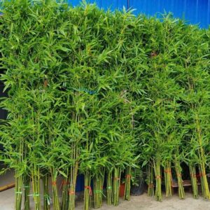 Cây trúc quân tử giả thân nhỏ bó 10 cây