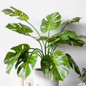 Cây Trầu Bà Lá Xẻ Giả – 70cm