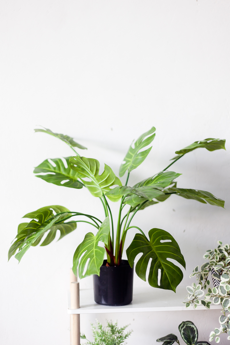 NC03 2 - Cây Trầu Bà Lá Xẻ Giả - 70cm