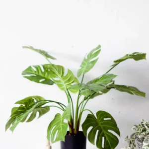 Chậu cây monstera giả