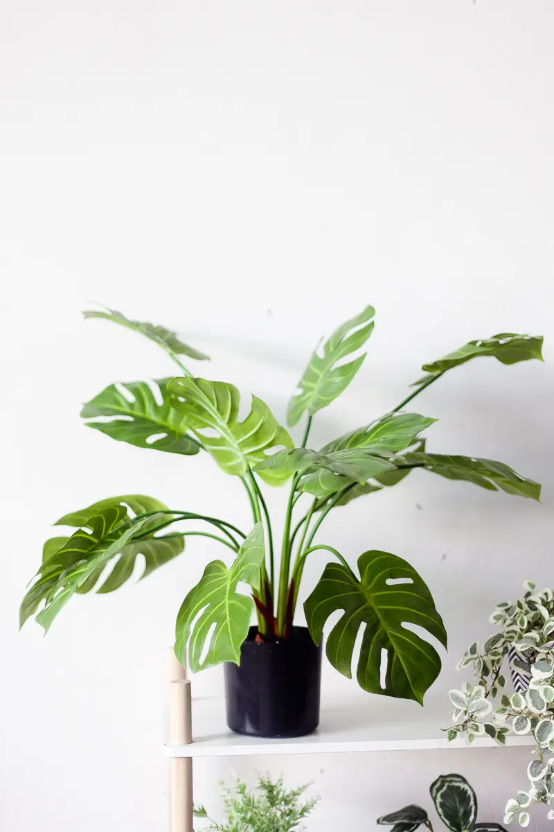 Chậu cây monstera giả