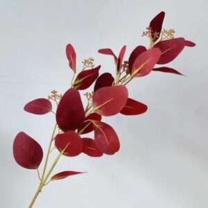 Nhánh cây bạch đàn