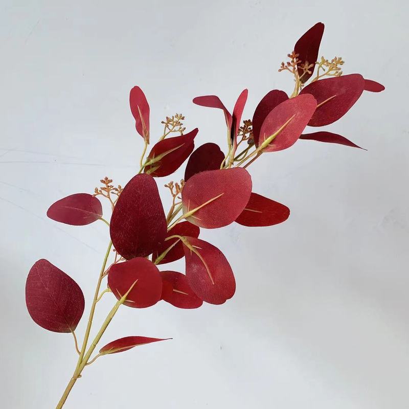 NC212 - Nhánh cây bạch đàn