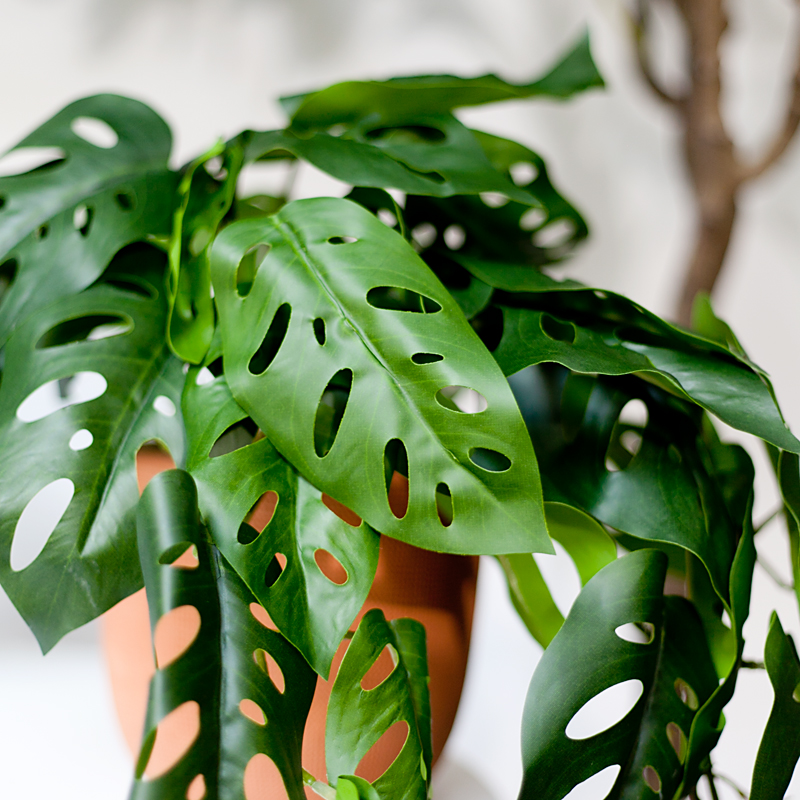 NC220 3 1 - Chậu cây Monstera Adansonii (trầu bà lá lỗ) giả