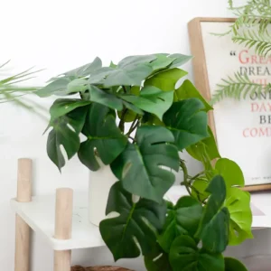 Chậu cây monstera rũ giả để bàn