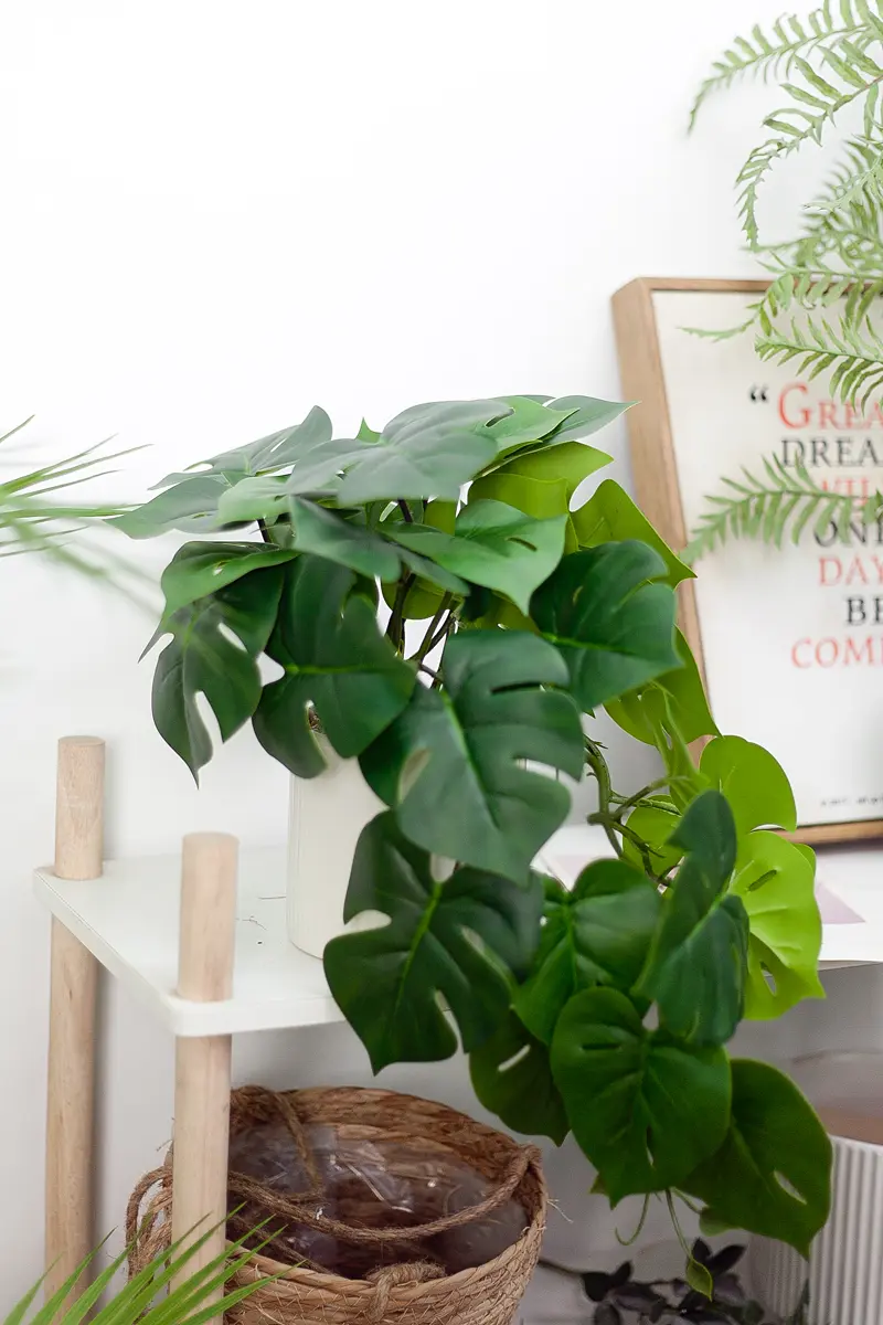 Chậu cây monstera rũ giả để bàn