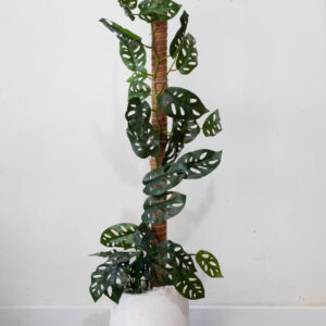 Chậu cây monstera adansonii giả leo cột