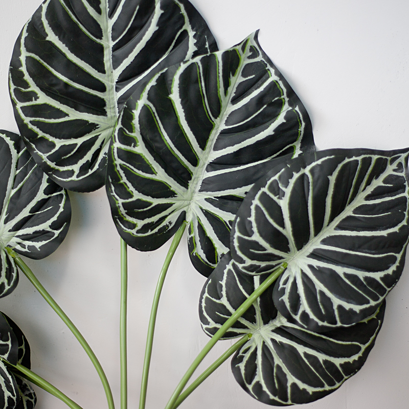 NC291 2 - Cây anthurium clarinervium giả