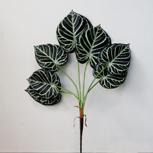 Cây anthurium clarinervium giả