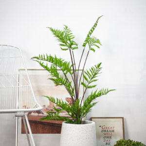 Cây dương xỉ giả 90cm